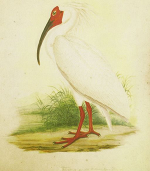 Crested ibis (Nipponia nippon) - フィリップ・フランツ・フォン・シーボルト [Public domain], via Wikimedia Commons